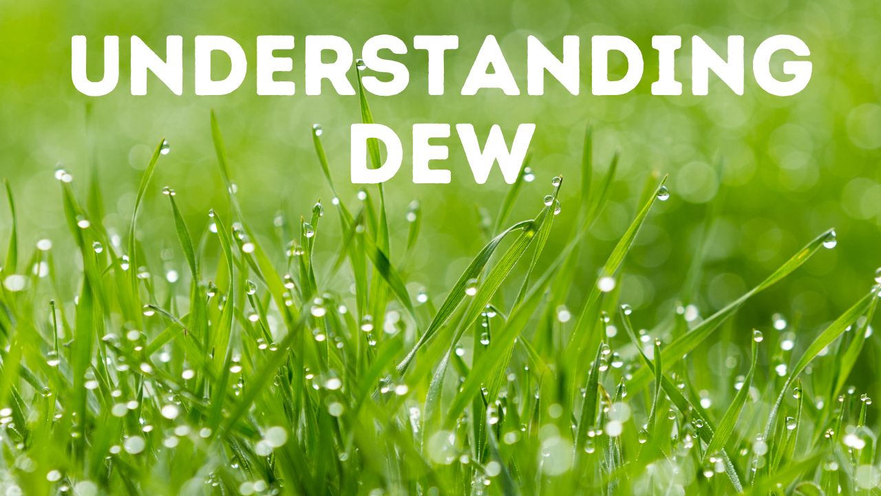 How Dew Affect Cricket